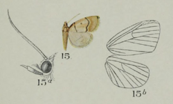 Leechia sinuosalis South 1901.png