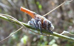 Madagascan Leaf bug.JPG