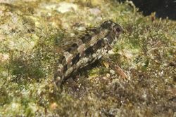 Malacoctenus tetranemus, Throatspotted Blenny.jpg