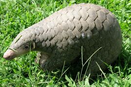 Chinese pangolin in grass