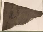 Mecistotrachelos holotype slab.jpg