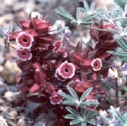 Mimulus mohavensis.jpg