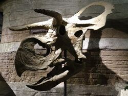 NasutoceratopsArizona.jpg