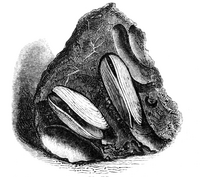 Natural History - Mollusca - Saxicava.png