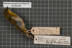 Naturalis Biodiversity Center - RMNH.AVES.34891 1 - Zosterops novaeguineae wahgiensis Mayr & Gilliard, 1951 - Zosteropidae - bird skin specimen.jpeg