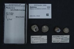 Naturalis Biodiversity Center - RMNH.MOL.175028 - Modulus carchedonius (Lamarck, 1822) - Modulidae - Mollusc shell.jpeg