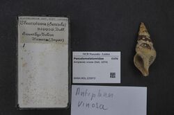 Naturalis Biodiversity Center - RMNH.MOL.225973 - Antiplanes vinosa (Dall, 1874) - Pseudomelatomidae - Mollusc shell.jpeg