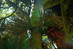 Nikau Palm.jpg