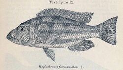 Nimbochromis fuscotaeniatus.jpg