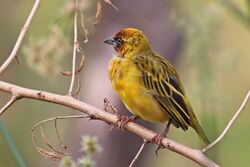 Northern masked weaver (Ploceus taeniopterus) male.jpg