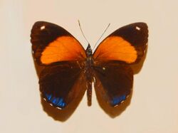 Nymphalidae - Callicore eunomia.JPG