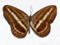 Nymphalidae - Ragadia crisilda-001.JPG