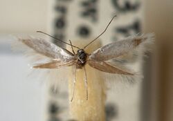 Ocnerostoma.piniariella.mounted.jpg