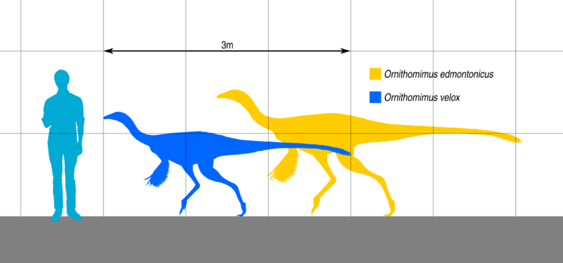 File:OrnithomimusSizeComparison.svg