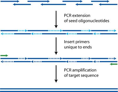PCA polymerase cycling assembly.jpg