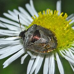 Pentatomidae - Eysarcoris venustissimus-000.JPG