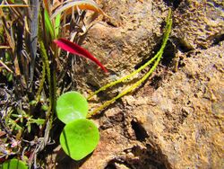 Peperomia monticola.jpg