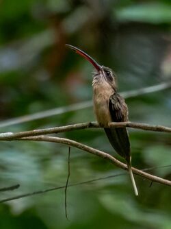 Phaethornis malaris - Great-billed Hermit; Serra do Divisor Nationa Park, Acre, Brazil.jpg