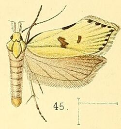Pl.5-fig.45-Dichomeris fracticostella (Walsingham, 1891) (Anorthosia).jpg