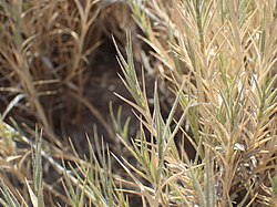 Prickly Brack Grass imported from iNaturalist photo 228170092 on 6 January 2024.jpg