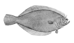 Psettichthys melanostictus.gif