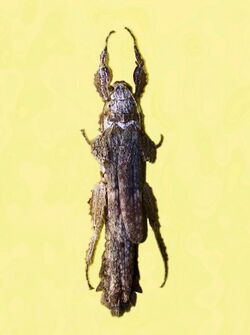 Pseudophasmatidae - Prisopus species.JPG
