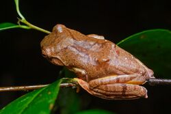 Rhacophorus rhodopus, back.jpg