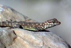 Rock semaphore gecko (pristurus rupestris).JPG