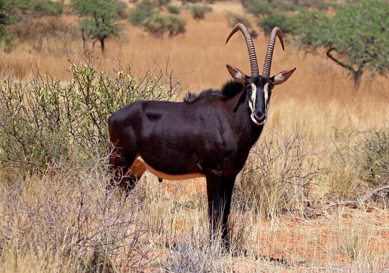 File:Sable antelope (Hippotragus niger) adult male.jpg