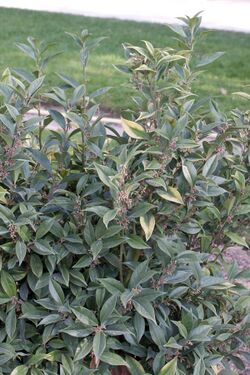 Sarcococca orientalis.jpg