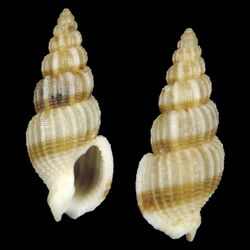 Seashell Antillophos armillatus.jpg