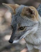 Gray canine head