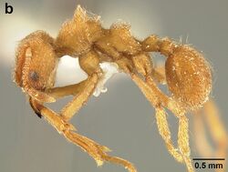 Sericomyrmex radioheadi worker (lateral).jpg