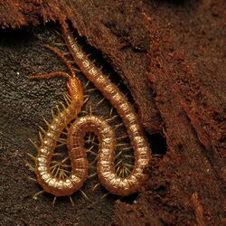 Soil Centipede (22520553902).jpg