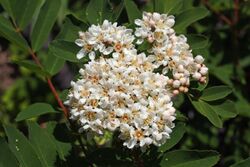 Sorbus sitchensis 7147.JPG