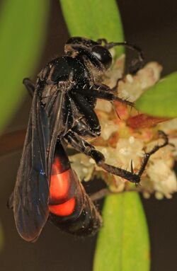 Spider Wasp - Anoplius americanus, Big Cypress National Preserve, Ochopee, Florida.jpg