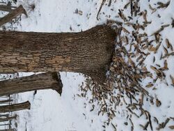 Swamp Ash, EAB stripped bark.jpg
