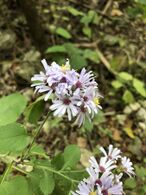 Symphyotrichum drummondii 55449295.jpg