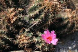 Thelocactus bicolor - 大統領(だいとうりょう) (3897866806).jpg