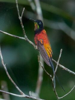 Topaza pyra - Fiery Topaz (male); Manacapuru, Amazonas, Brazil.jpg
