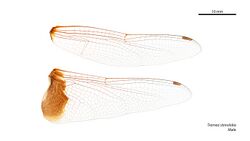 Tramea stenoloba male wings (34899018712).jpg