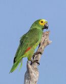 A green parrot with red-tipped wings, a yellow face and forehead, and light-blue marks above the beak