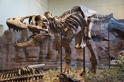 Tyrannosaurus skeleton in museum display