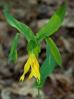 Uvularia grandiflora 2.jpg