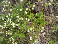 Valerianella radiata flowering plant.jpg