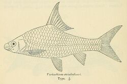 Varicorhinus steindachneri.jpg