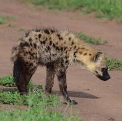 Young spotted hyena, Serengeti, Tanzania.jpg