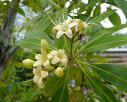 香灰莉 Fagraea fragrans -新加坡 Buona Vista, Singapore- (9229787622).jpg