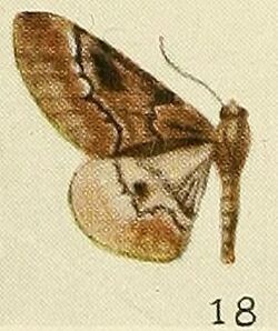 18-(Boarmia) Exeliopsis perse (Fawcett 1916).JPG