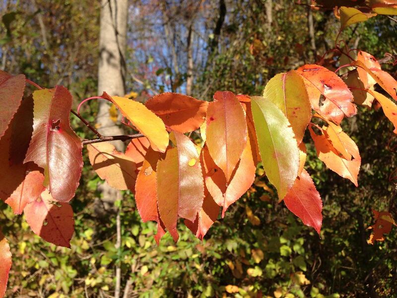 File:2014-11-02 11 47 15 Black Cherry foliage during autumn along Upper Ferry Road in Ewing, New Jersey.JPG